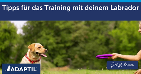 Tipps für das Training mit deinem Labrador