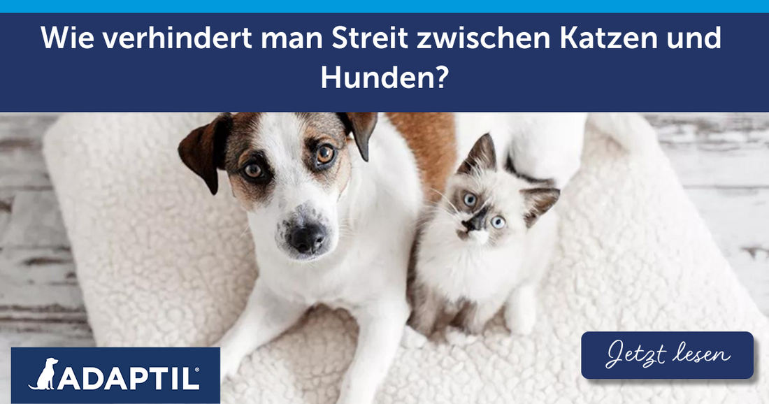 Wie verhindert man Streit zwischen Katzen und Hunden?