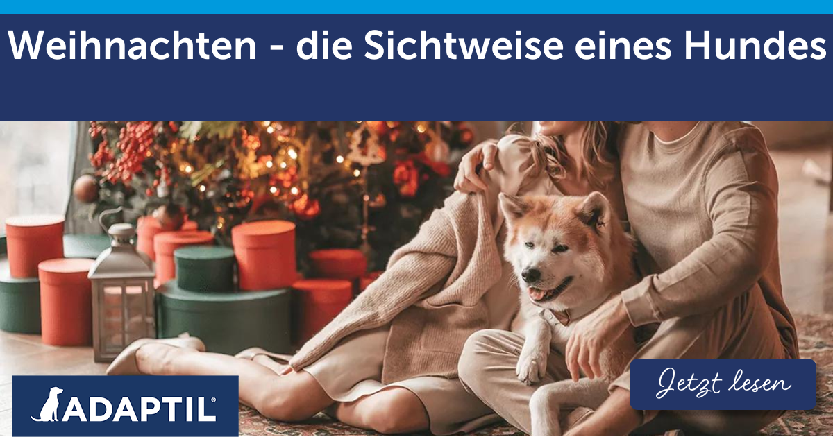Weihnachten - die Sichtweise eines Hundes
