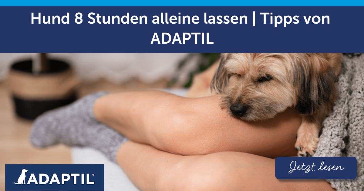 Hund 8 Stunden alleine lassen | Tipps von ADAPTIL
