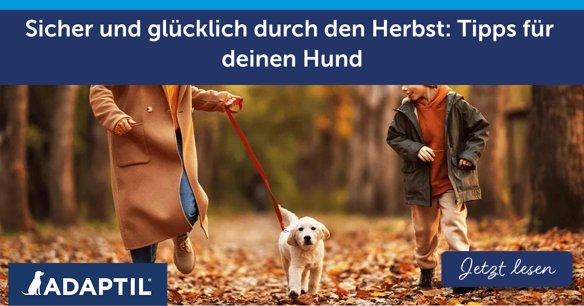 Sicher und glücklich durch den Herbst: Tipps für deinen Hund