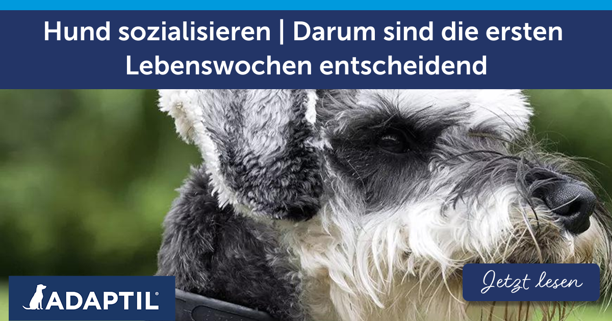 Wie fördere ich die Hunde Sozialisation richtig früh? Wie fördere ich die Hunde Sozialisation richtig früh?