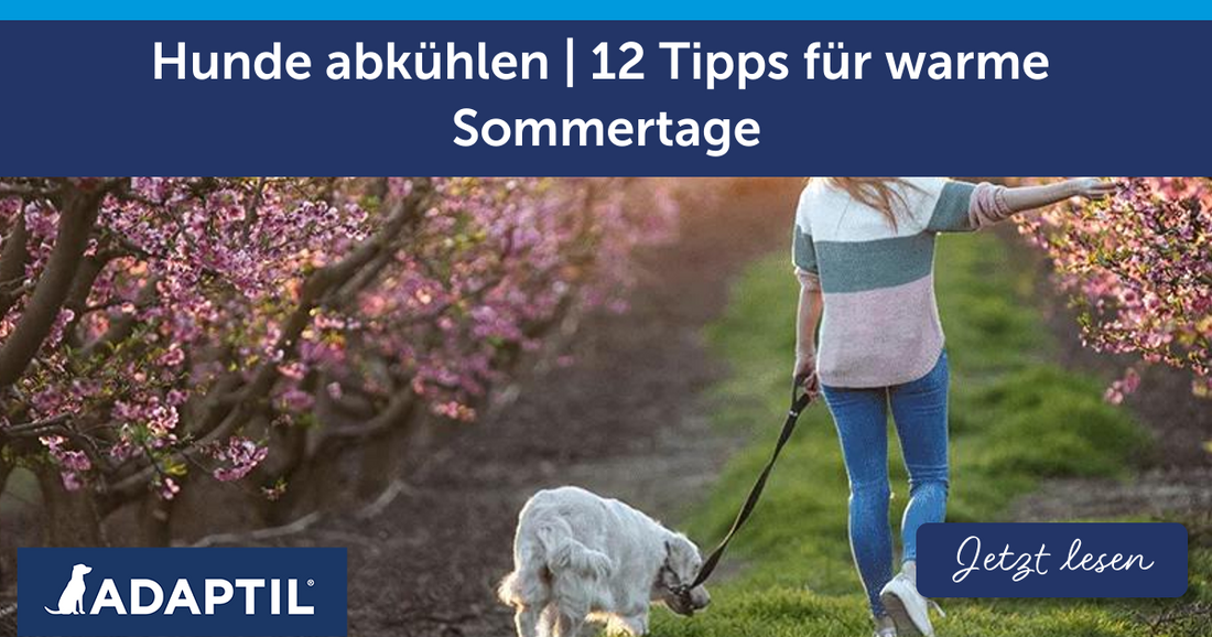 Hunde abkühlen | 12 Tipps für warme Sommertage
