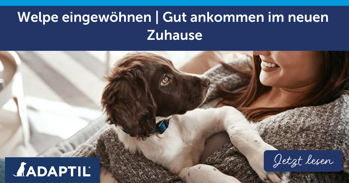 Welpe eingewöhnen | Gut ankommen im neuen Zuhause
