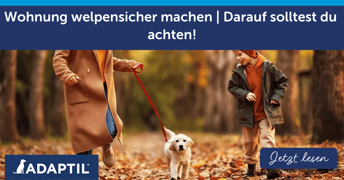 Wohnung welpensicher machen | Darauf solltest du achten!