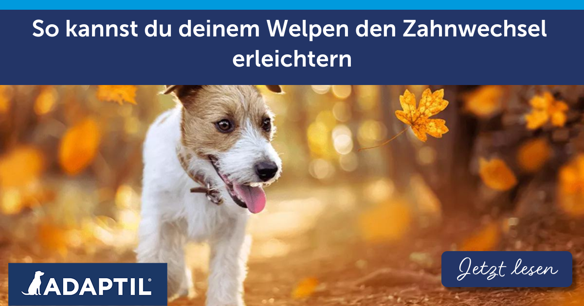 So kannst du deinem Welpen den Zahnwechsel erleichtern