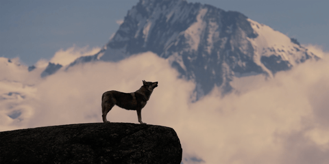 Entdecke unser Tribut an die Beziehung zwischen Mensch und Hund