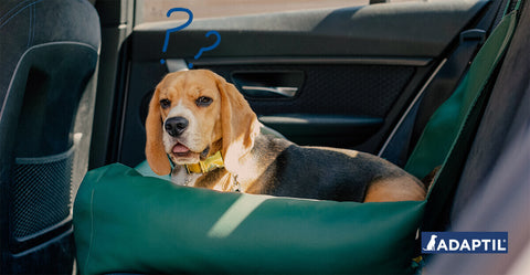 Dein Hund hat Angst vor dem Autofahren? So kannst du ihm helfen!