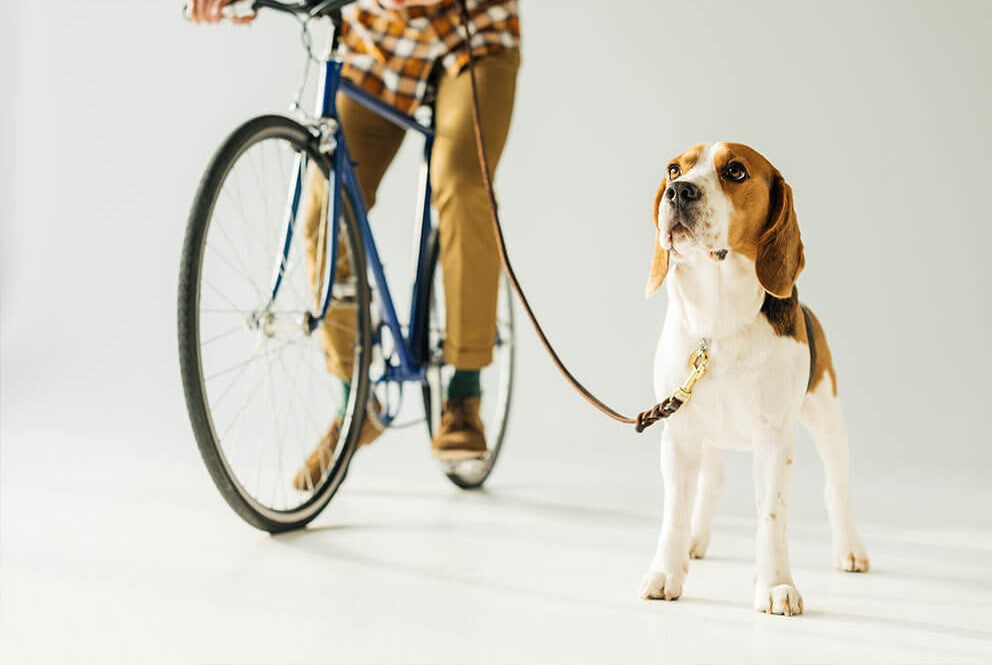 Fahrradfahren mit Hund | So bereitet ihr euch optimal darauf vor