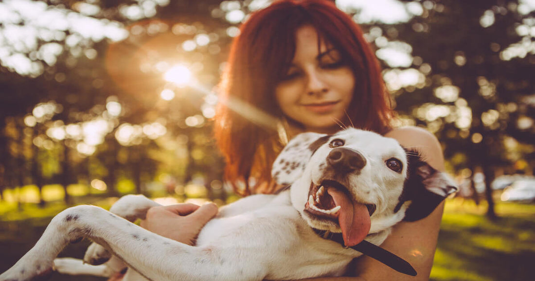 Ein neuer Hund ist eingezogen und es läuft nicht, wie gedacht?