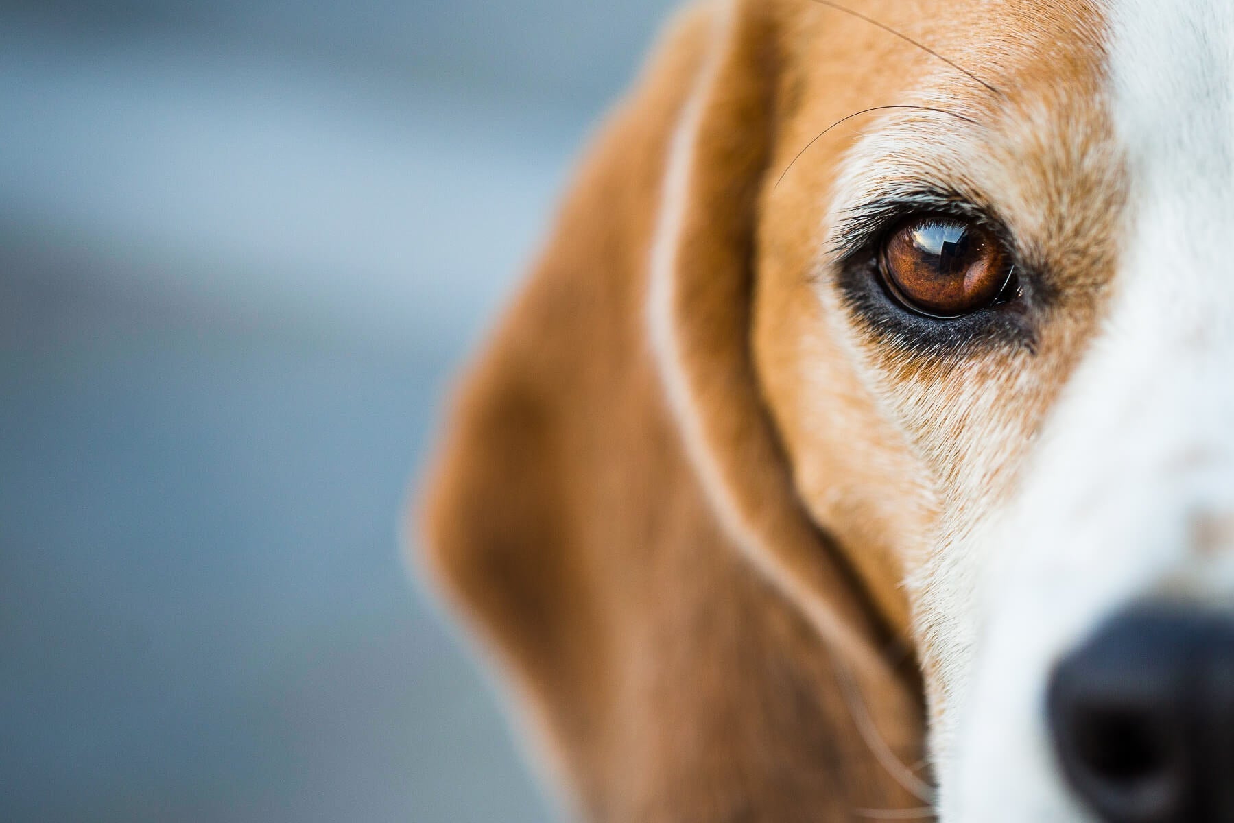 Dein Hund bellt nachts? 