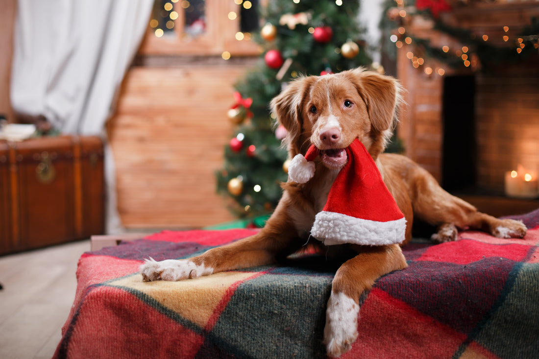 Weihnachten mit Hund | Tipps für ein sicheres & entspanntes Fest