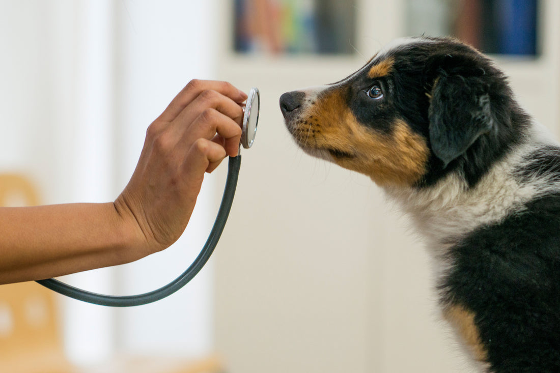 So gewöhnst du deinen Hund an den Tierarztbesuch