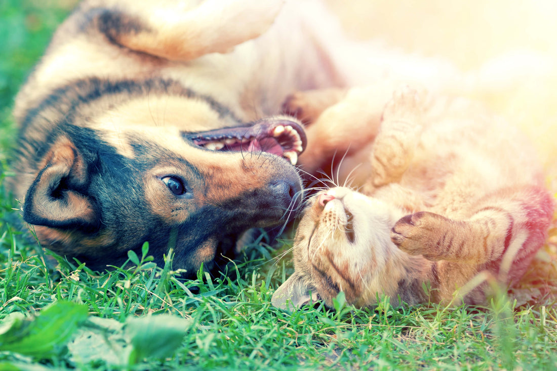 Hund an Katze gewöhnen | Tipps für ein harmonisches Zusammenleben