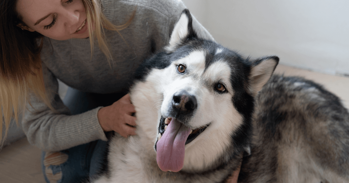 20 erstaunliche Fakten über unsere liebsten Hunderassen