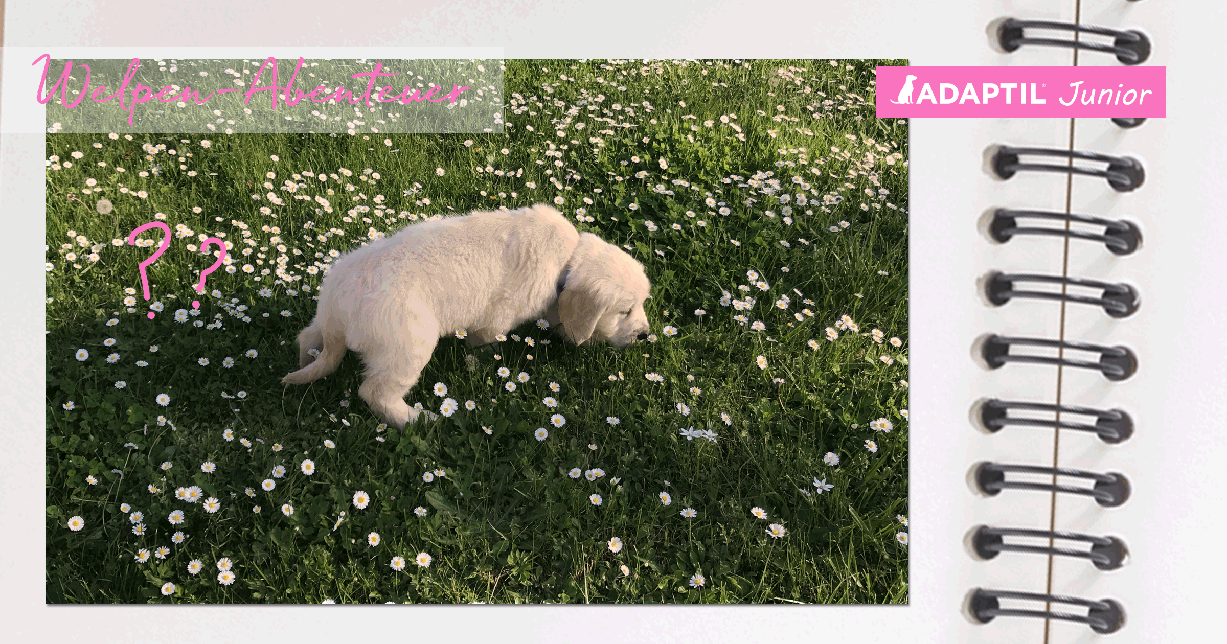 Die Abenteuer von Oops