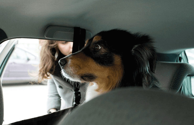 Das hilft wirklich gegen Reisekrankheit beim Hund