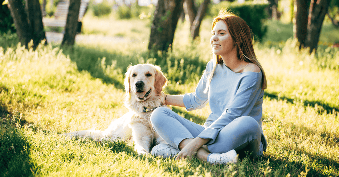 Warum liegen Hunde gern in der Sonne? 