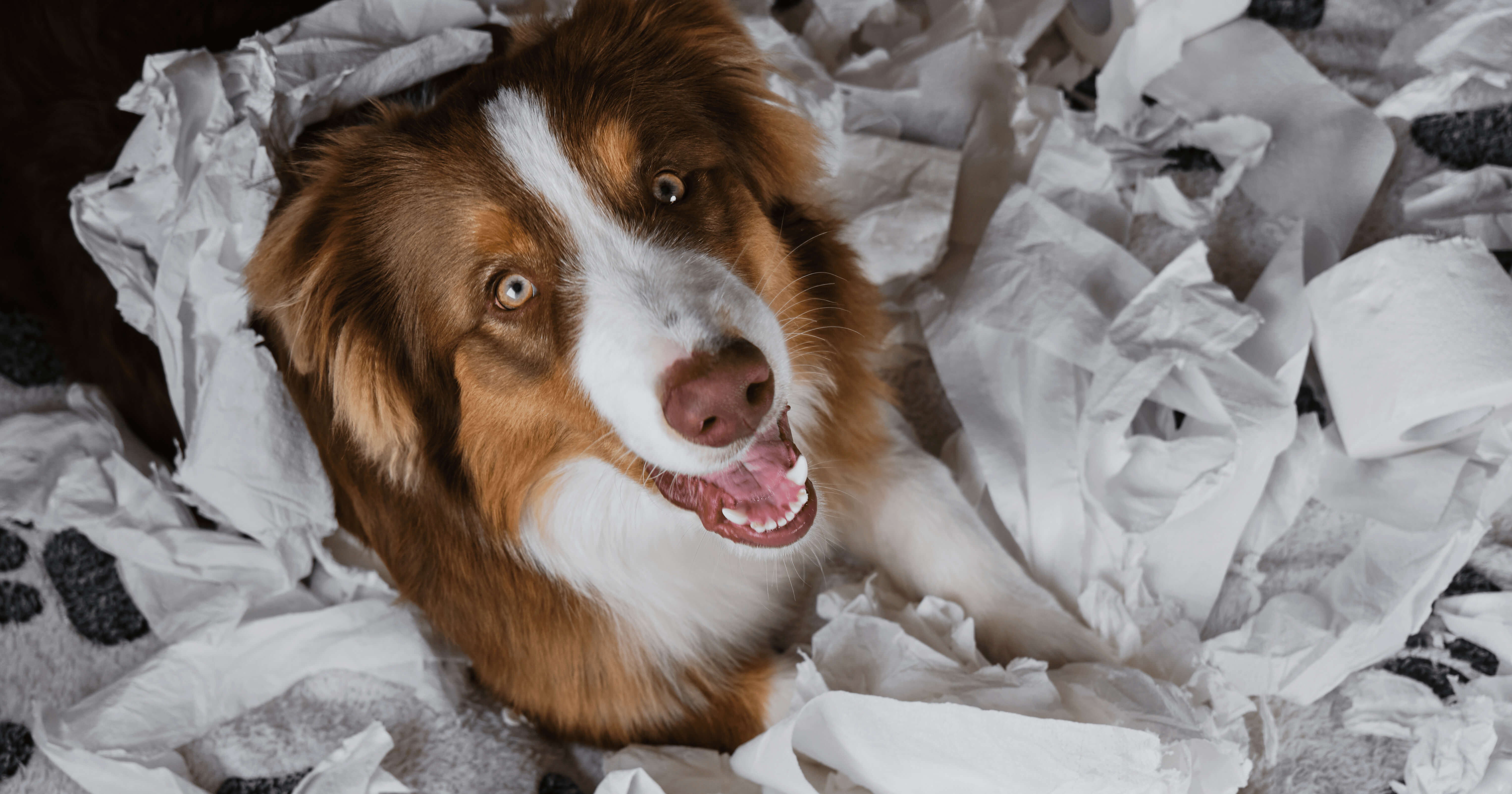 Dein Hund schämt sich? Hier sind 8 Peinliche Vierbeiner-Momente