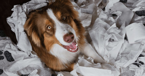 Dein Hund schämt sich? Hier sind 8 Peinliche Vierbeiner-Momente