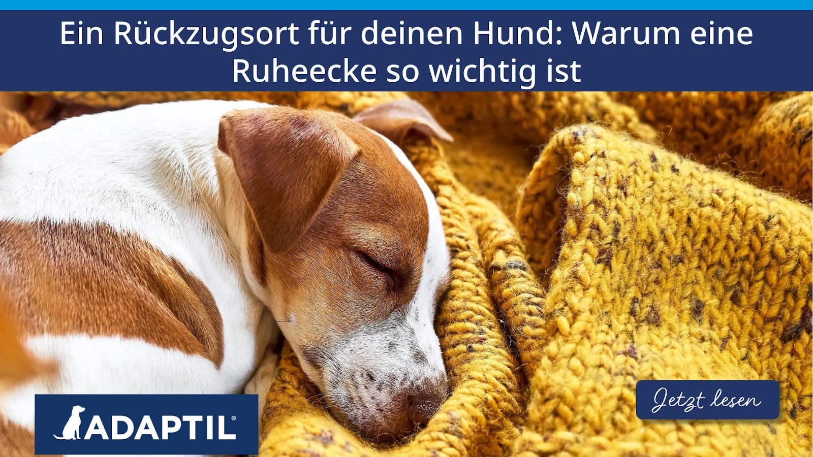 Gemütlicher Jack Russell Terrier, der sich zusammengerollt auf einer gelben Decke schläft.