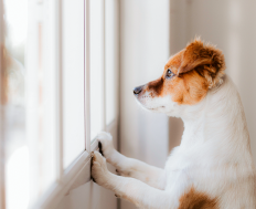 Hund schaut aus Fenster