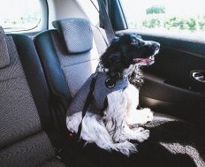 Hund mit Thundershirt im Auto