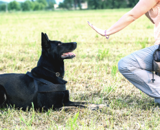 Schwarzer Hund beim Training auf Wiese