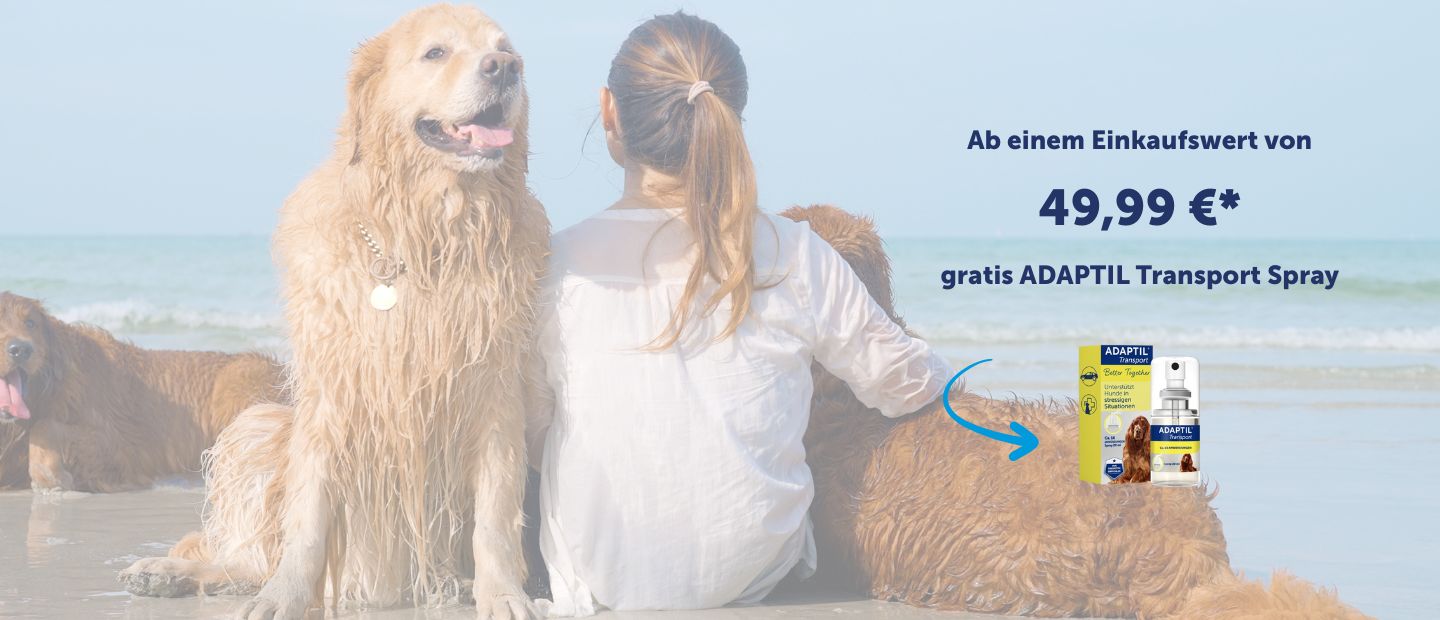 Banner Transportspray Hunde Frau Meer