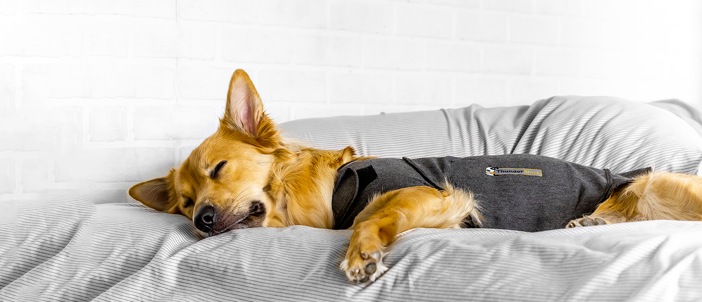 Thundershirt Hund schläft