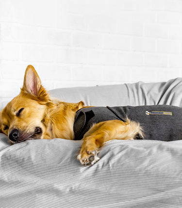 Thundershirt quadratisch