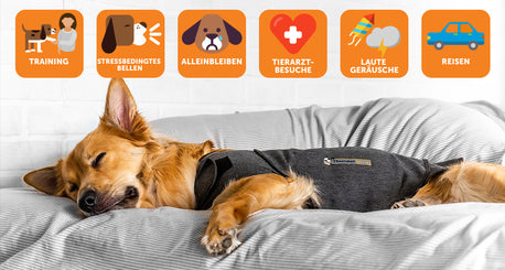 Thundershirt Indikationen schlafender Hund
