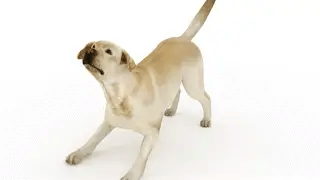Körpersprache Hund spielerisch