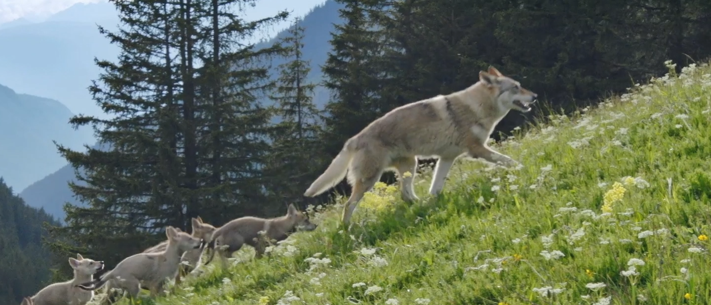 Back to Nature Wolf