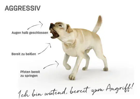 Körpersprache Hund agressiv