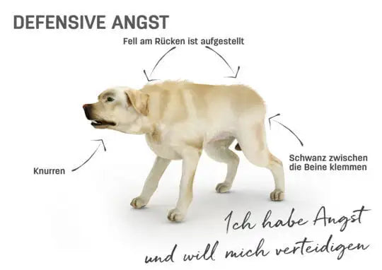 Körpersprache Hund defensiv