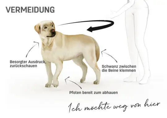 Körpersprache Hund Vermeidung