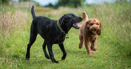 Hunde spielen auf der Wiese 