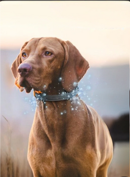 Hund braun